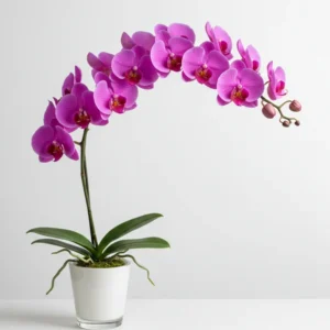 Orquídea Fucsia modelo 07