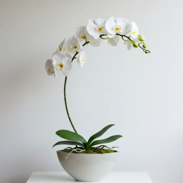 Orquídea Blanco modelo 11