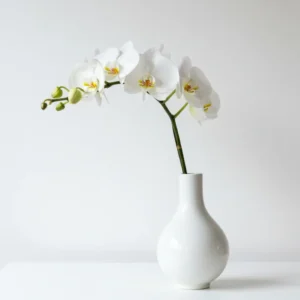 Orquídea Blanca modelo 05