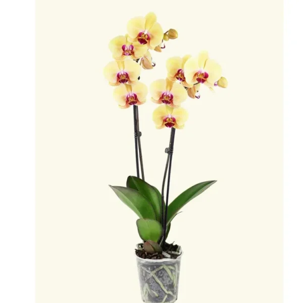 Orquídea Crema modelo 4