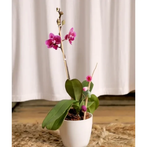 Orquídea Blanca modelo 5