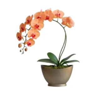 Flores en maceta fm03