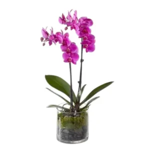 Flores en maceta fm09