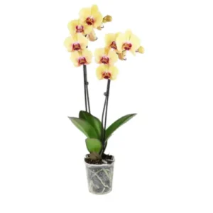 Flores en maceta fm06