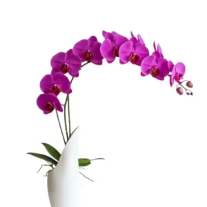 Flores en maceta fm05